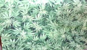 Rollo de tela hojas verdes española (27 x 2,80)