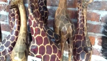 tala madera jirafa mediana