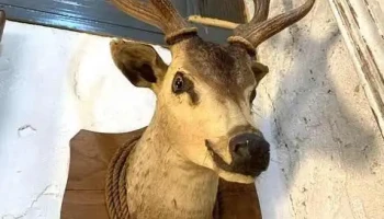 Taxidermia Cabeza De Ciervo
