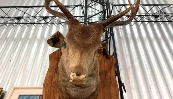 Taxidermia De Ciervo