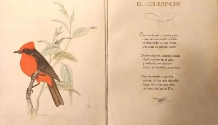 11 Libros Y Revistas 2 De Ancap Planeta 3 - 05-06-2021