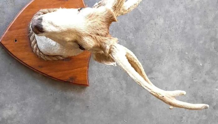 cabeza de ciervo