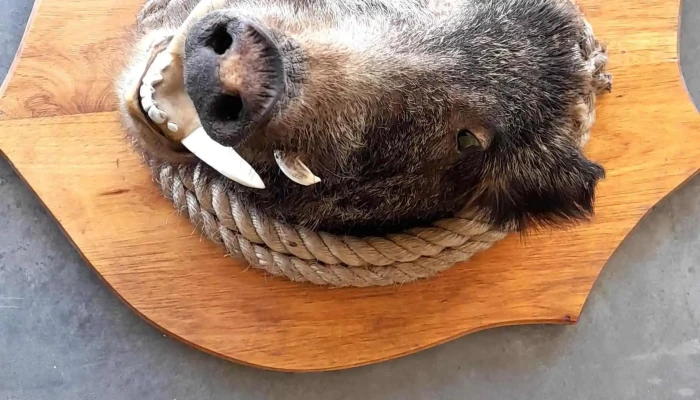 cabeza de jabali
