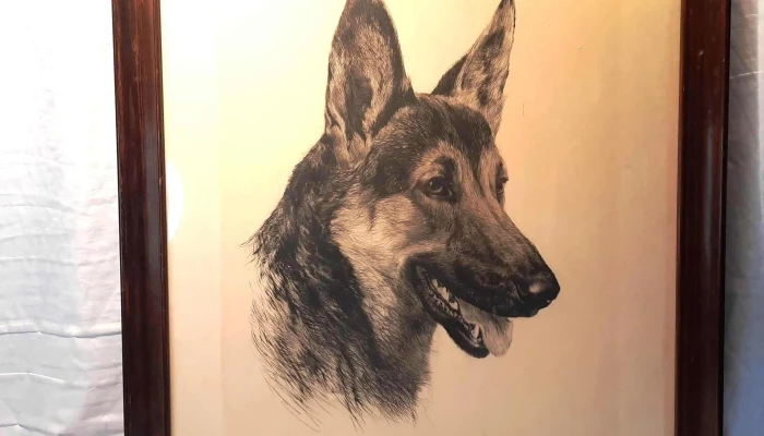 Grabado De Perro Ovejero Aleman Firmado 1 - 05-06-2021