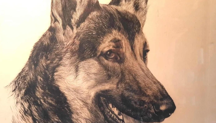 Grabado De Perro Ovejero Aleman Firmado 2 - 05-06-2021