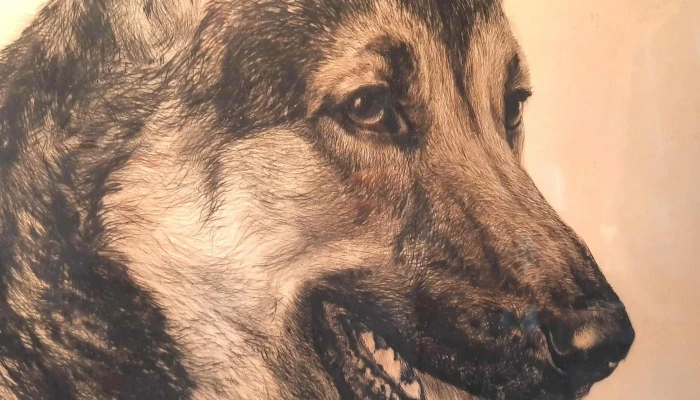 Grabado De Perro Ovejero Aleman Firmado 3 - 05-06-2021