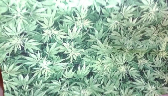 Rollo de tela hojas verdes española (27 x 2,80)