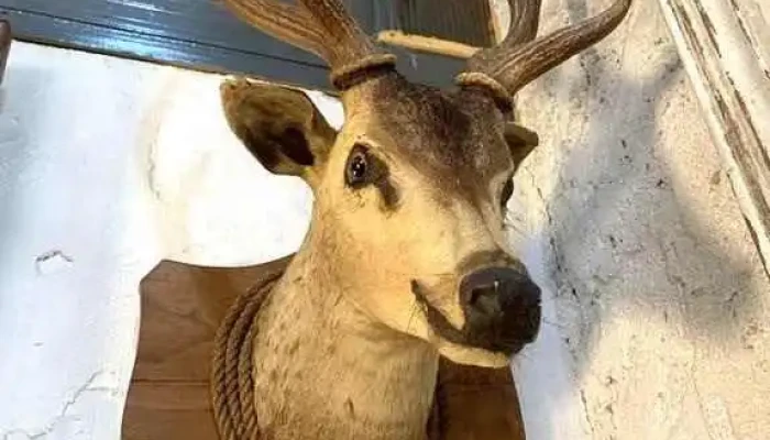 Taxidermia Cabeza De Ciervo