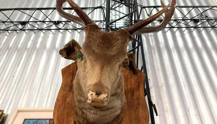 Taxidermia De Ciervo